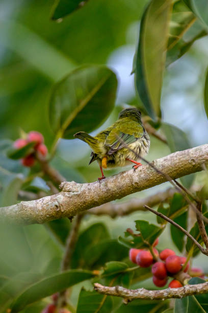 istock Beauty of bird 2198839353