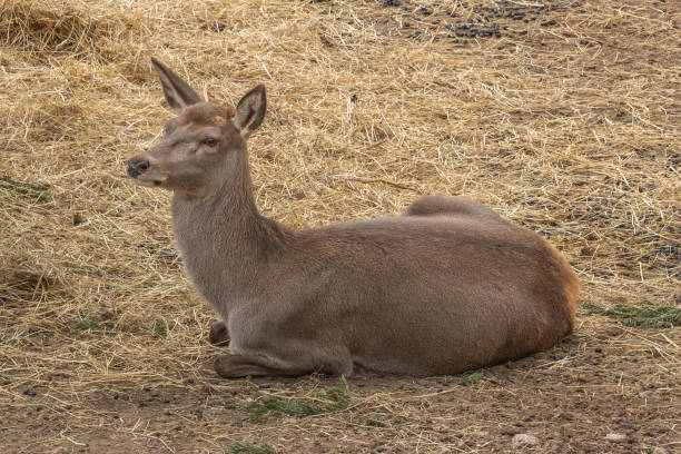 istock portrait of a doe lying on the ground 2198839393
