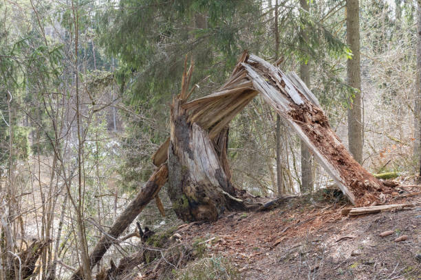 istock .a dead tree can be seen in a wooded environment where part of the trunk has broken off and left the wood structure exposed. 2198840914