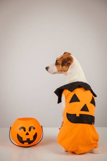 istock Jack Russell Terrier dog dressed as pumpkin next to candy basket on Halloween. 2198841549