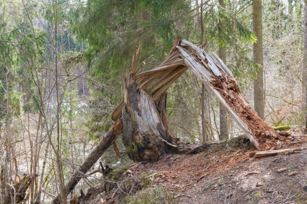 a dead tree can be seen in a wooded environment where part of the trunk has broken off and left the wood structure exposed.