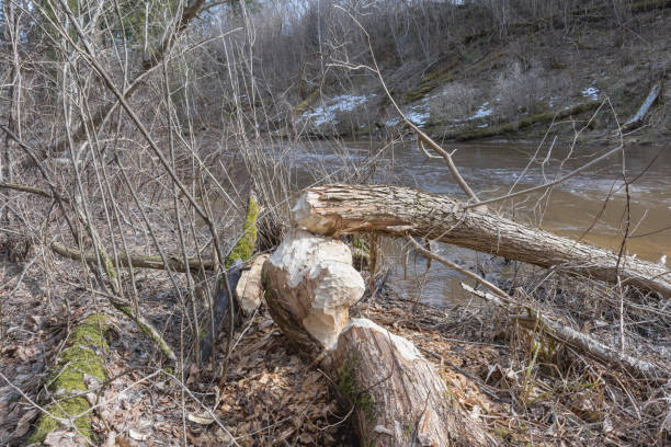 istock .a beaver-gnawed tree can be seen on the river bank. 2198844093