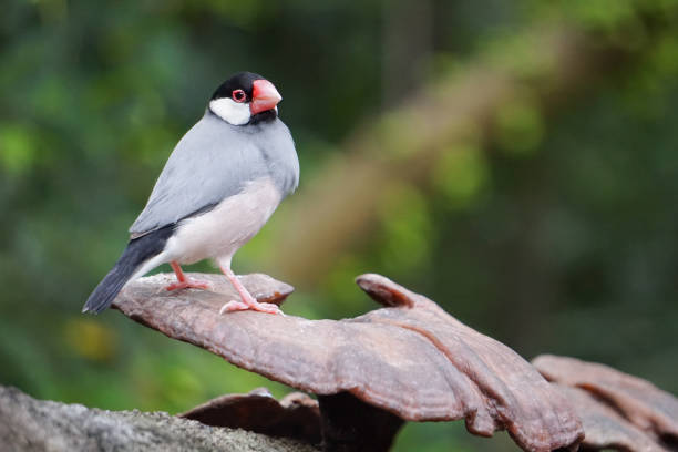 istock A close-up photo of a Java Sparrow bird. 2198845884