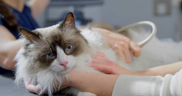 istock Fluffy Cat Undergoing Ultrasound at Veterinarian Clinic 2198846213