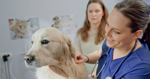 istock Caring Veterinarian Student Examining Golden Retriever 2198846216