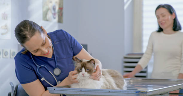 istock Caucasian Veterinarian Student Examines Cat in Clinic 2198846222