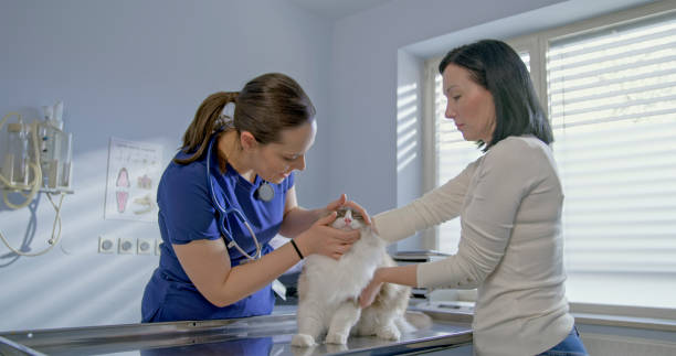 istock Caucasian Veterinarian Student Examining Cat with Owner Present 2198846234