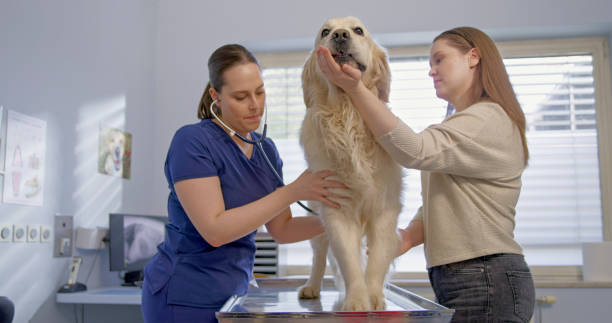 istock Caucasian Veterinarian Student Examining Golden Retriever 2198846237