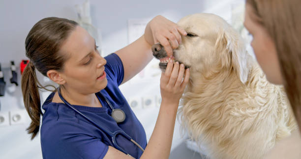 istock Caucasian Veterinarian Student Examines Golden Retriever 2198846252