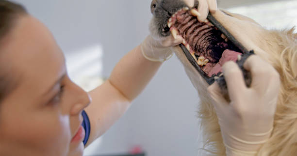 istock Caucasian Veterinarian Student Examining Dog's Teeth 2198846257