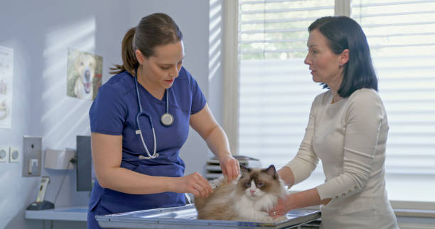 istock Caucasian Veterinarian Student Examines Cat in Clinic 2198846259
