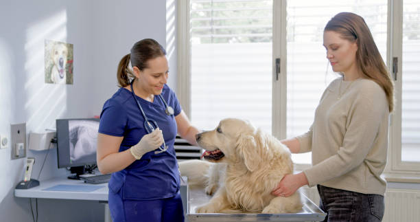 istock Caucasian Veterinary Student Examines Dog in University Clinic 2198846263