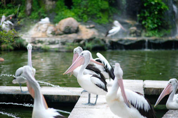 istock A group of pelicans standing along a stone path beside a tranquil waterway, their large bills highlighted in the foreground. The surrounding greenery and soft water splashes add to the peaceful ambiance. 2198847331