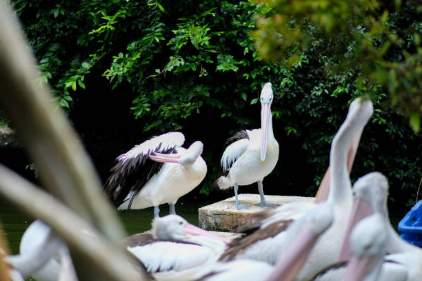 istock A group of pelicans gathered near a water source, with one in the foreground stretching its wings. The lush green background adds to the serene atmosphere of the scene, capturing the beauty of these birds in their natural habitat. 2198847450