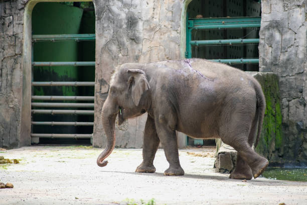 istock A young Sumatran elephant stands in a zoo enclosure. It is facing sideways, with its trunk reaching toward the ground as it grabs a piece of food. The elephant’s rough skin is visible, with a rocky backdrop and several piles. 2198847875