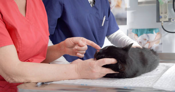 istock Mature Vet Professor Guiding Student in Cat Surgery 2198847880
