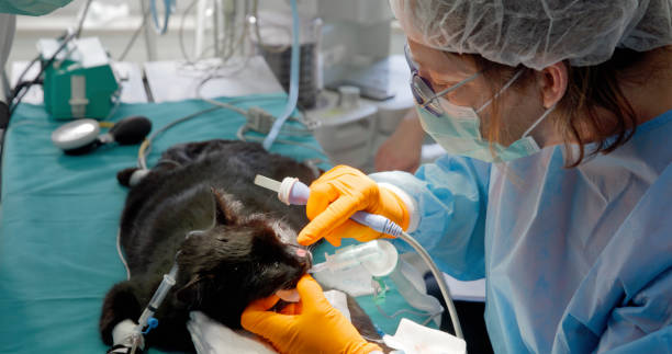 istock Experienced Female Veterinarian Performing Cat Surgery 2198847939