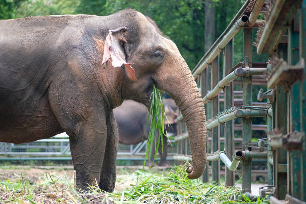 istock A close-up shot of a Sumatran elephant feeding on grass, with its trunk holding a bundle of greens. The metal fence of its enclosure and another elephant in the background are visible. 2198848596