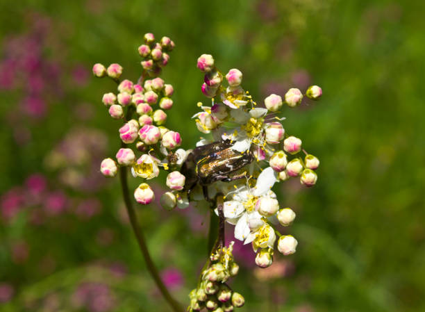 This beetle - a dangerous pest plants. It is powered petals, pollen and nectar of flowers.