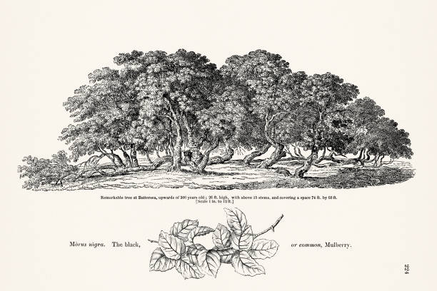 Tree illustration from a vintage 19th-century English book on trees and shrubs.