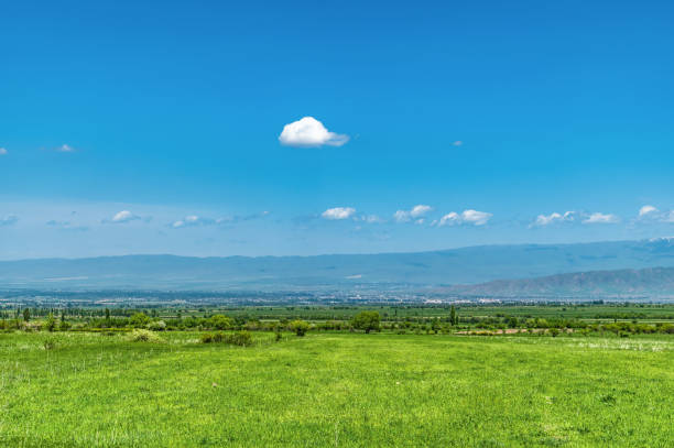 Green grass on the field, blue sky and white cloud. Fresh spring natural background.