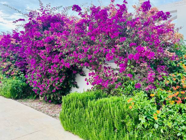 istock flowers on house wall 2198853095