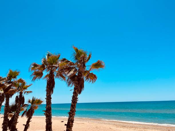 istock Beach with sea and palm trees 2198853304