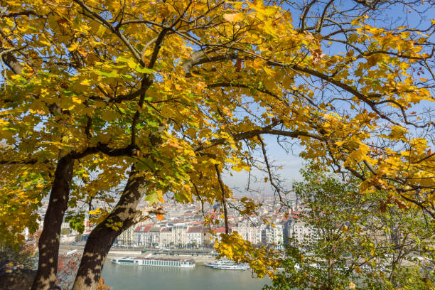 Left bank part of Budapest with River Danube on a foreground, view from Gellert Hill between the tree branches with autumn leaves at sunny day, Hungary