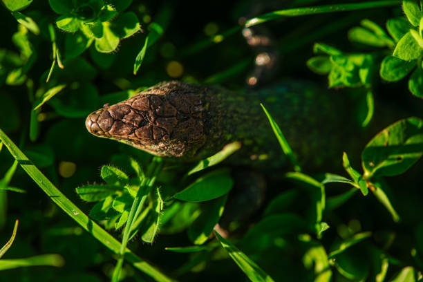 The exotic garden lizard (Calotes versicolor), also called the Oriental garden lizard, is a common reptile found across South and Southeast Asia