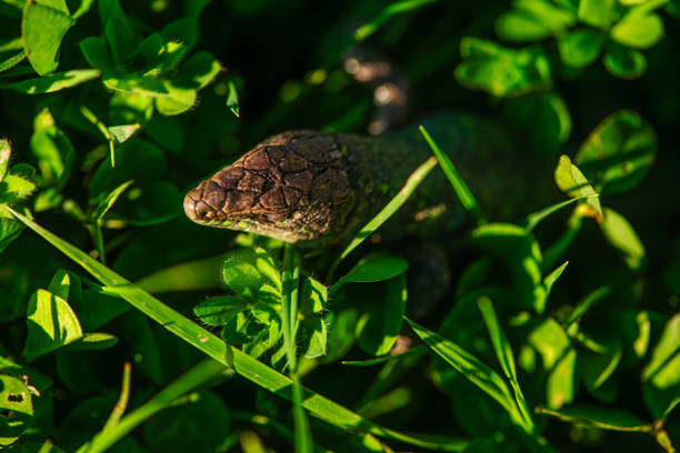 close up of garden chameleon on plant