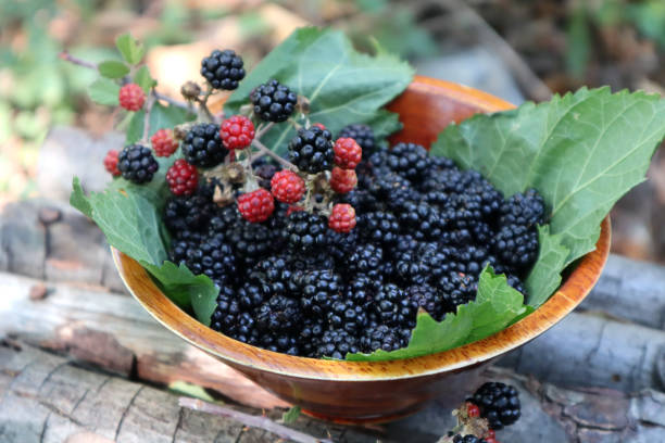 Freshly picked red and blackberries in a bowl in the garden