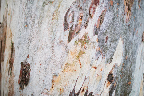 tree background  nature