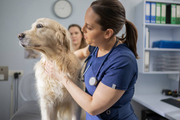 istock Caring Caucasian Veterinarian Student Examines Golden Retriever 2198864633