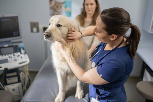istock Caucasian Veterinarian Student Examining Dog with Owner Present 2198864635