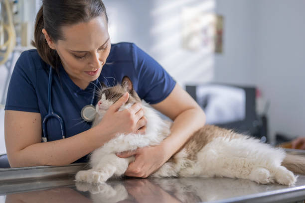 istock Caucasian Female Veterinarian Student Examining a Cat 2198864658