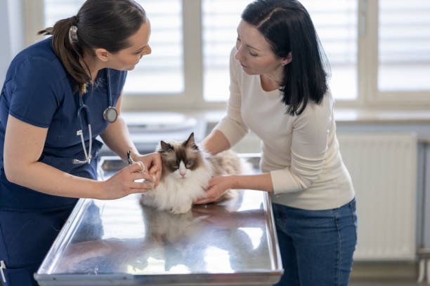 istock Caucasian Veterinarian Student and Owner Examining Pet 2198864666