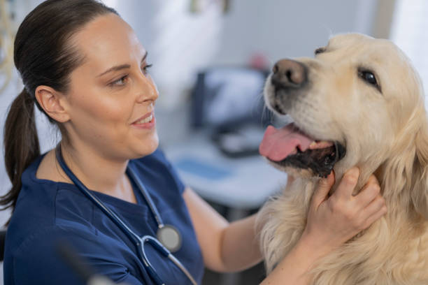 istock Caucasian Female Veterinary Student Examines Pet 2198864667