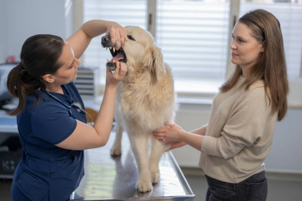 istock Caucasian Female Vet Student Examining a Dog 2198864670