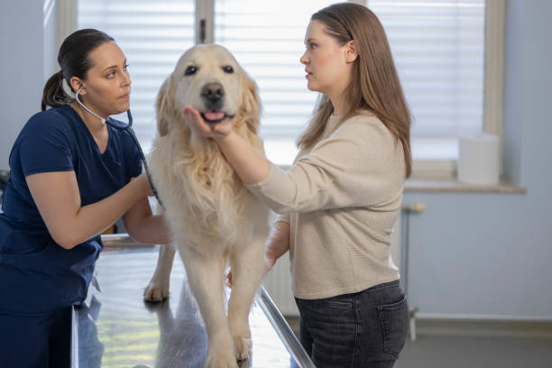 istock Caucasian Veterinarian Student Examining Golden Retriever 2198864672