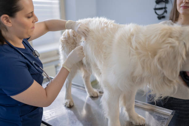 istock Caucasian Female Veterinary Student Examines Fluffy Dog 2198864675