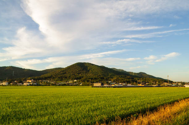 Beyond the rice paddies, you can see the countryside villages and mountains.