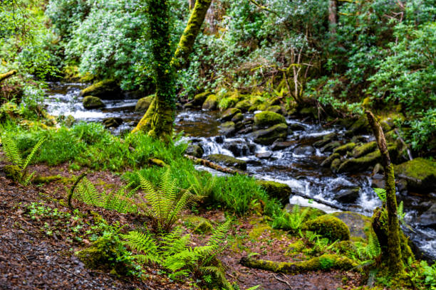 istock Fairytale Forest, Killarney National Park, Ireland 2198870354