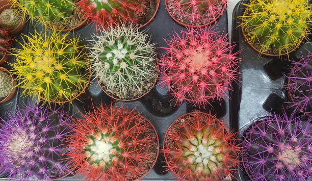istock Miniature colorful cactus plants in a flower pots 2198870878