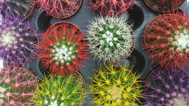 istock Red pink colorful small cactuses pot 2198870970