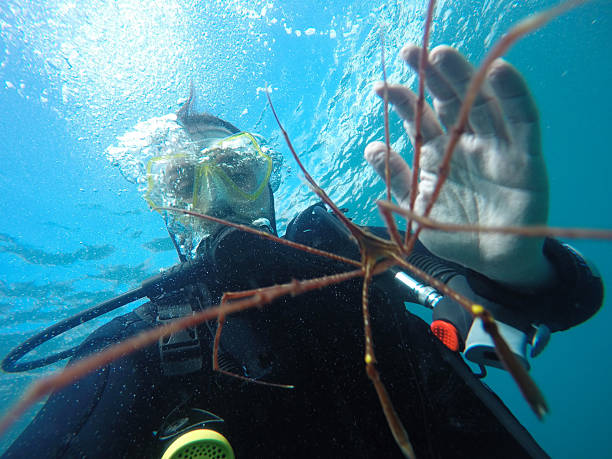 istock Diving in the Canary Islands 2198871436