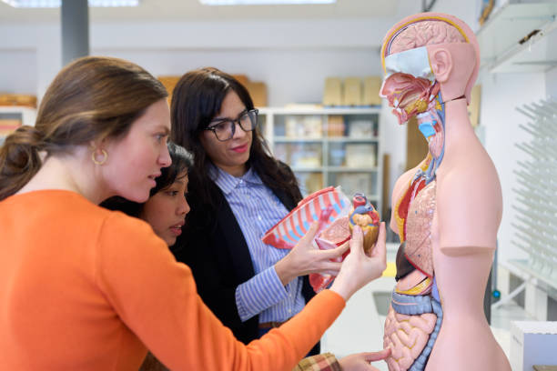 istock High school students studying human anatomy with anatomical model 2198873219