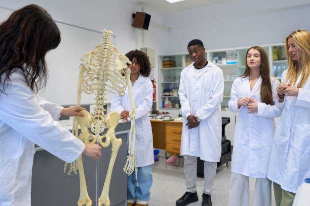 istock Medical students studying human skeleton in laboratory 2198874940