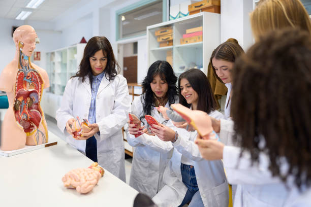 istock Medical students studying human anatomy with anatomical model in university lab 2198875038