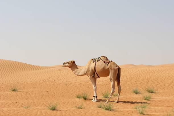 istock Camel in the Desert Landscape 2198875339