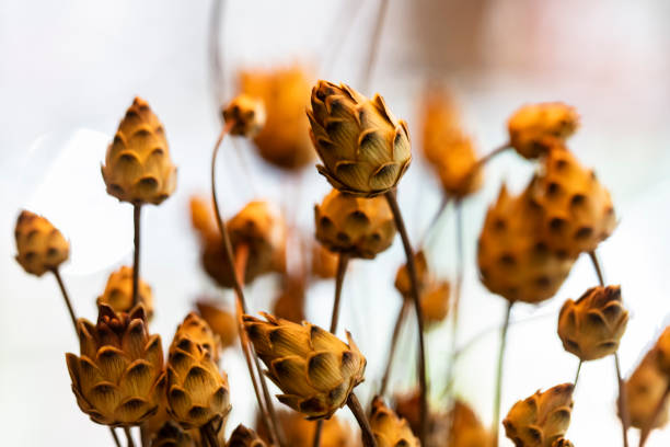 poppy-head , centaurea iconiensis bouquet close up